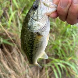 ラージマウスバス