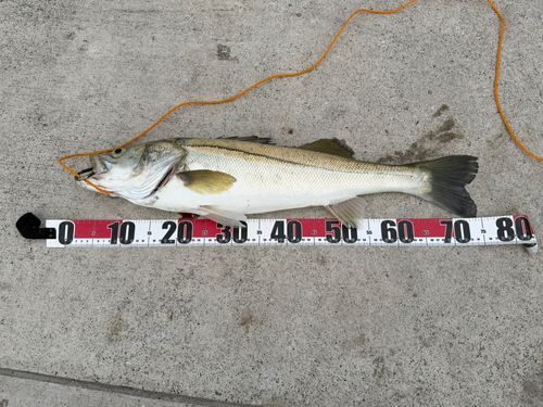 マルスズキの釣果