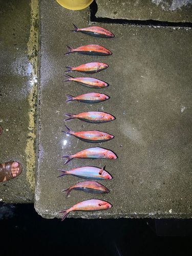 グルクンの釣果
