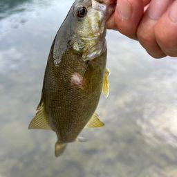 スモールマウスバス