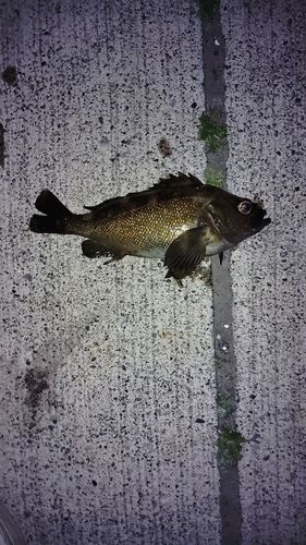 石狩湾新港