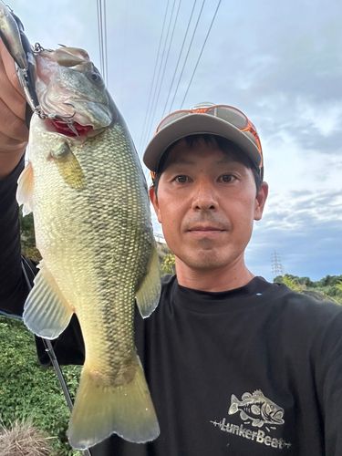 ラージマウスバスの釣果