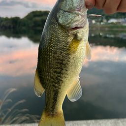 ラージマウスバス