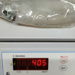 アオリイカ