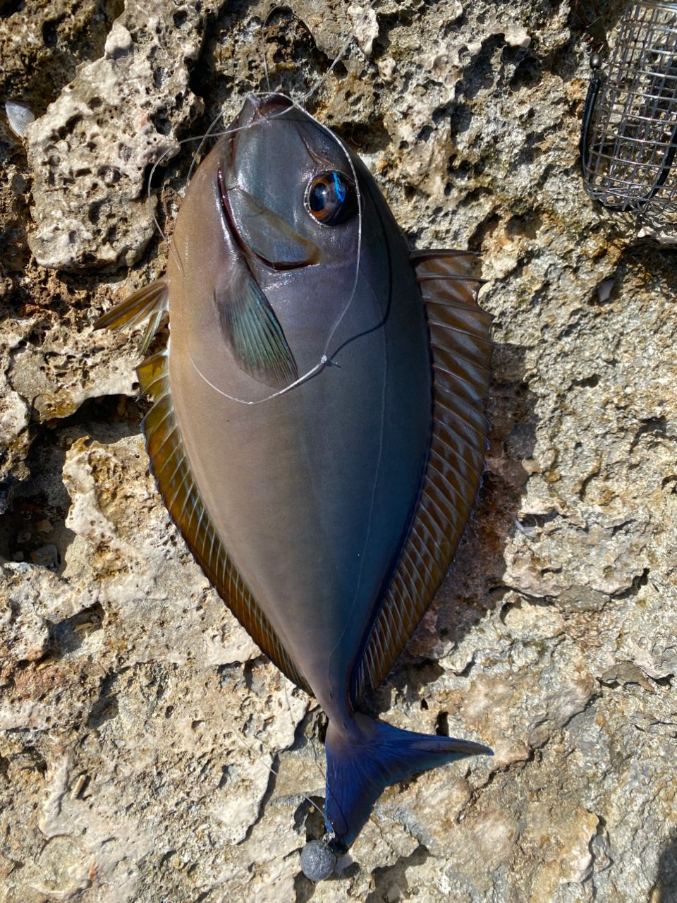 モンガラカワハギ