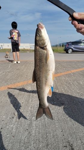 ウグイの釣果