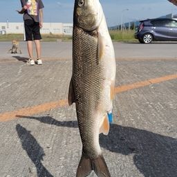ウグイ