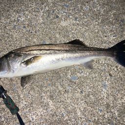 フッコ（マルスズキ）