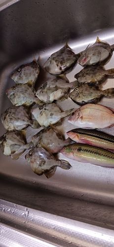 カワハギの釣果