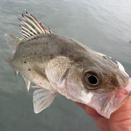 セイゴ（マルスズキ）