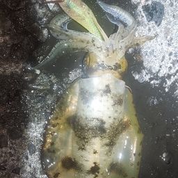 アオリイカ