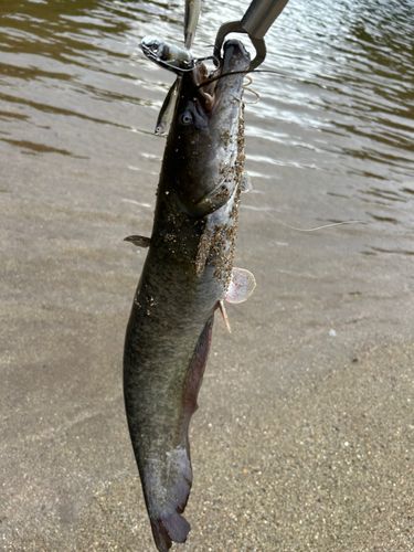 ナマズの釣果