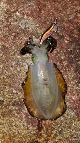 アオリイカの釣果