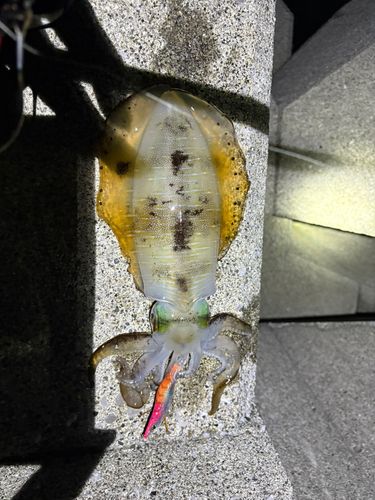 津久見湾