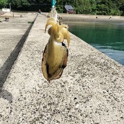 コウイカ