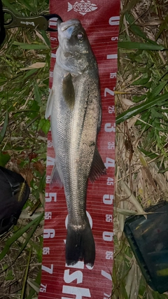 スズキの釣果