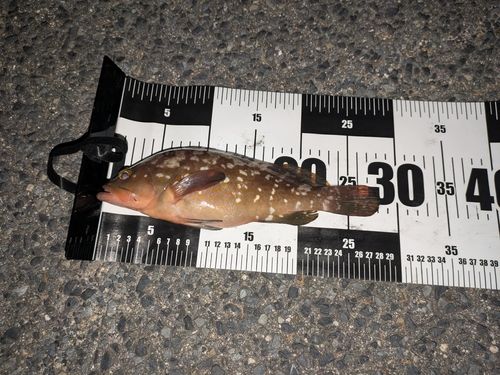 アコウの釣果