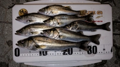 セイゴ(マルスズキ)の釣果