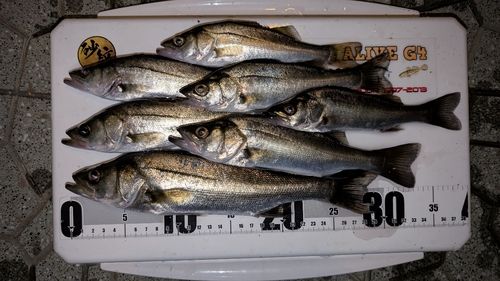 セイゴ（マルスズキ）の釣果