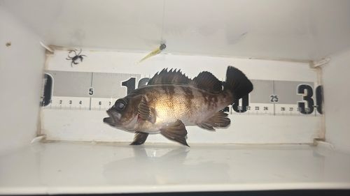 メバルの釣果