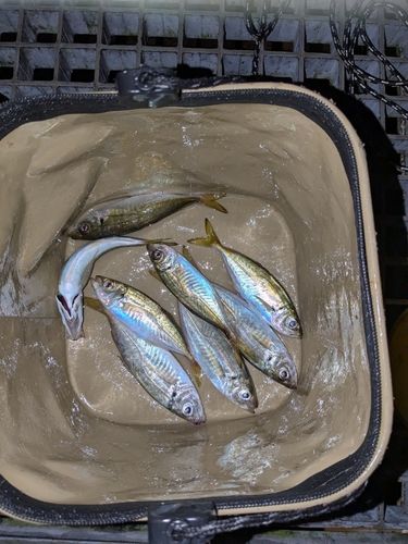 アジの釣果