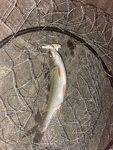 マルタウグイの釣果