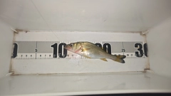 セイゴ（マルスズキ）の釣果