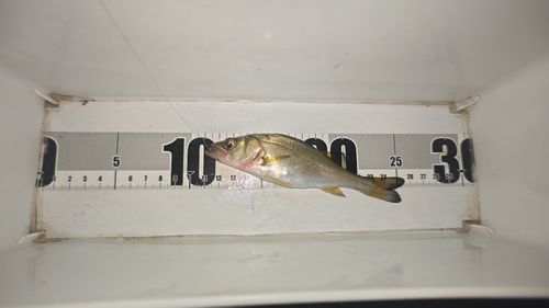 セイゴ（マルスズキ）の釣果