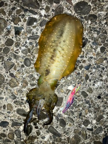 アオリイカの釣果