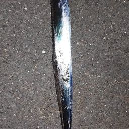 タチウオ