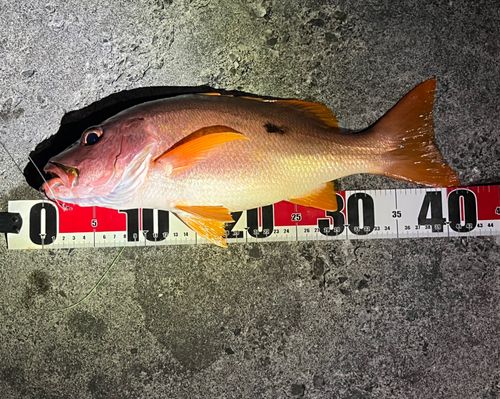 イッテンフエダイの釣果