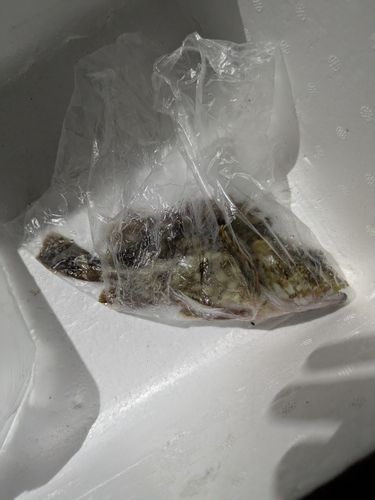 アラカブの釣果