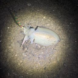 シリヤケイカ