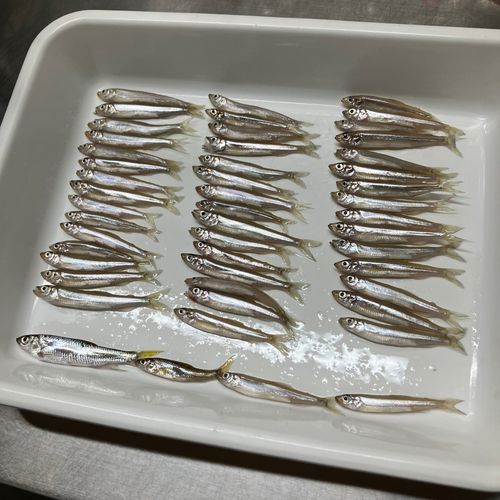 ワカサギの釣果