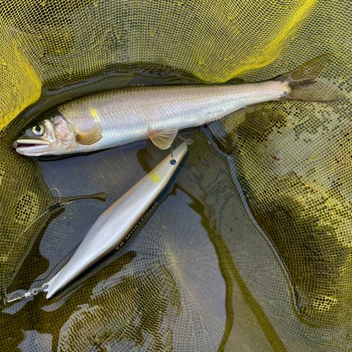 アユの釣果