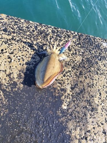 コウイカの釣果