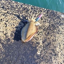 コウイカ