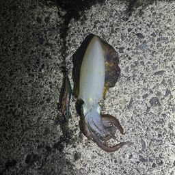 アオリイカ
