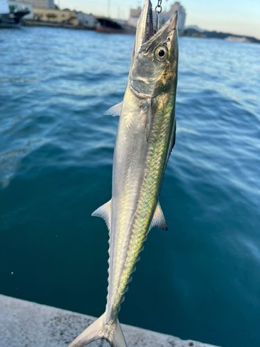 サゴシの釣果