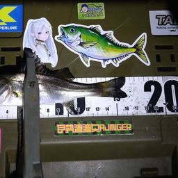シーバス
