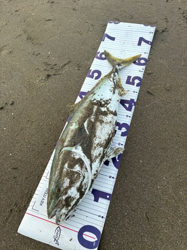 三浦海岸
