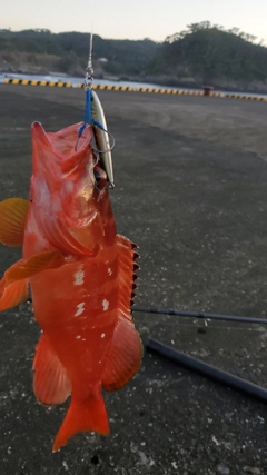 アカハタの釣果