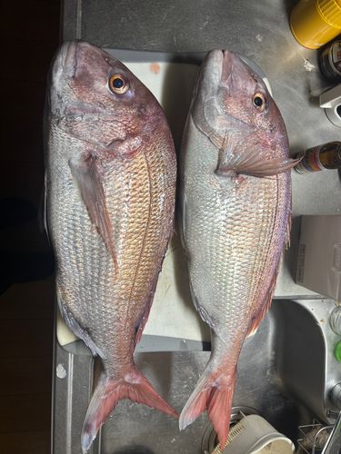 陸奥湾