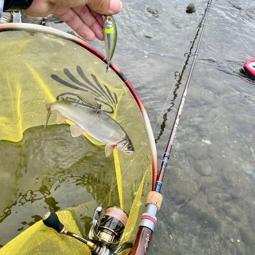 アユの釣果