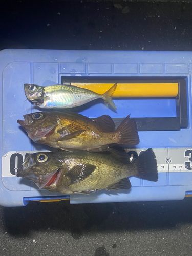 メバルの釣果
