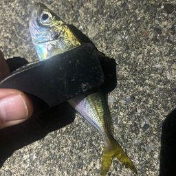 アジ