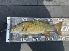 スモールマウスバスの釣果
