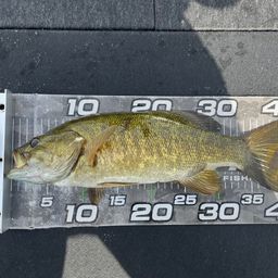 スモールマウスバス