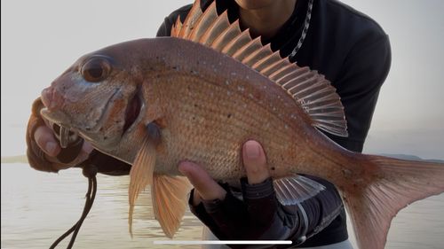 鹿児島湾北部