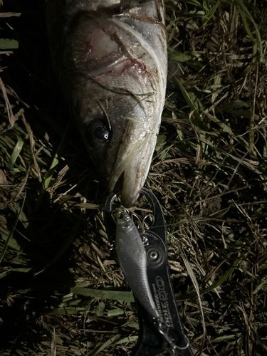 スズキの釣果